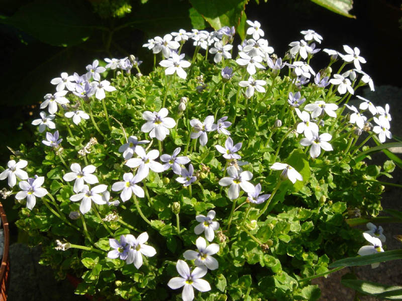 Lobelia pedunculata en fleurs sur les bords de ruisseaux dans une prairie humide d'Australie
